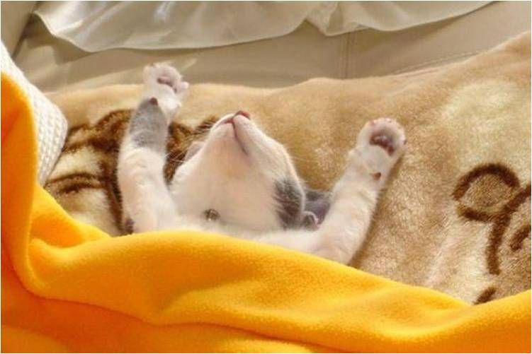 Оренда життя за гроші: як «котяче кафе» в Одесі перетворило турботу про тварин на гучний суспільний скандал